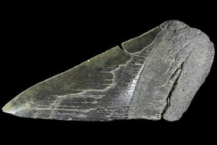 Partial Fossil Megalodon Tooth - Serrated Blade #82838